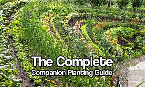 Top Companion Planting Tips: A Comprehensive Guide for Your Garden