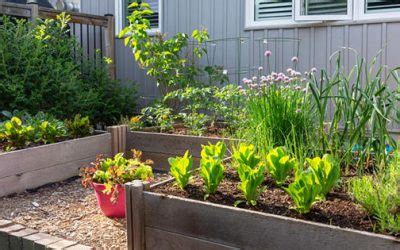 Top Raised Garden Bed Ideas and DIY Building Tips for a Thriving Garden