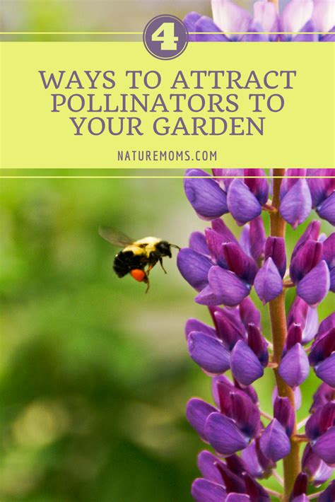 Top Tips to Attract Pollinators to Your Garden