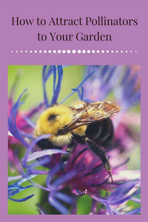 Top Tips to Attract Pollinators to Your Garden