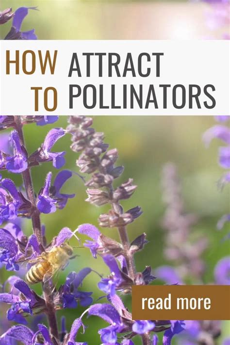 Top Tips to Attract Pollinators to Your Garden