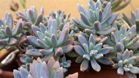 Top Tips for Growing Succulents: Expert Advice for Your Garden