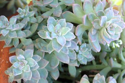 Top Tips for Growing Succulents: Expert Advice for Your Garden