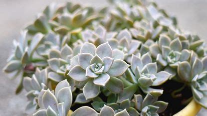 Top Tips for Growing Succulents: Expert Advice for Your Garden