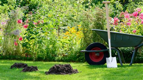 Top Organic Lawn Care Tips for a Lush, Green Yard