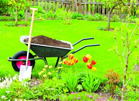 Top Organic Lawn Care Tips for a Lush, Green Yard