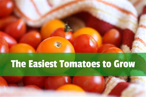 Tips for Growing Tomatoes