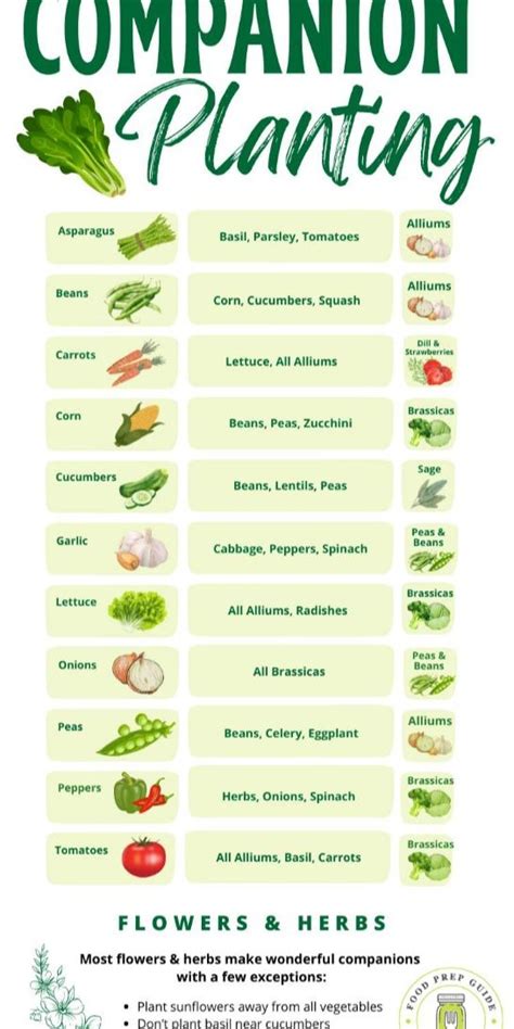 Companion Planting Guide