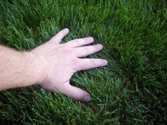 Maintaining a Healthy Lawn