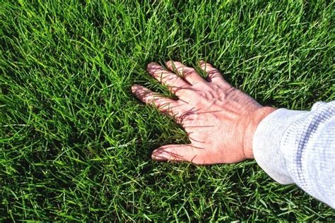 Maintaining a Healthy Lawn